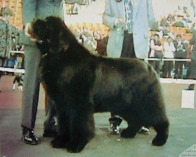 Фото: ньюфаундленд Midnight Lady's Especially For You