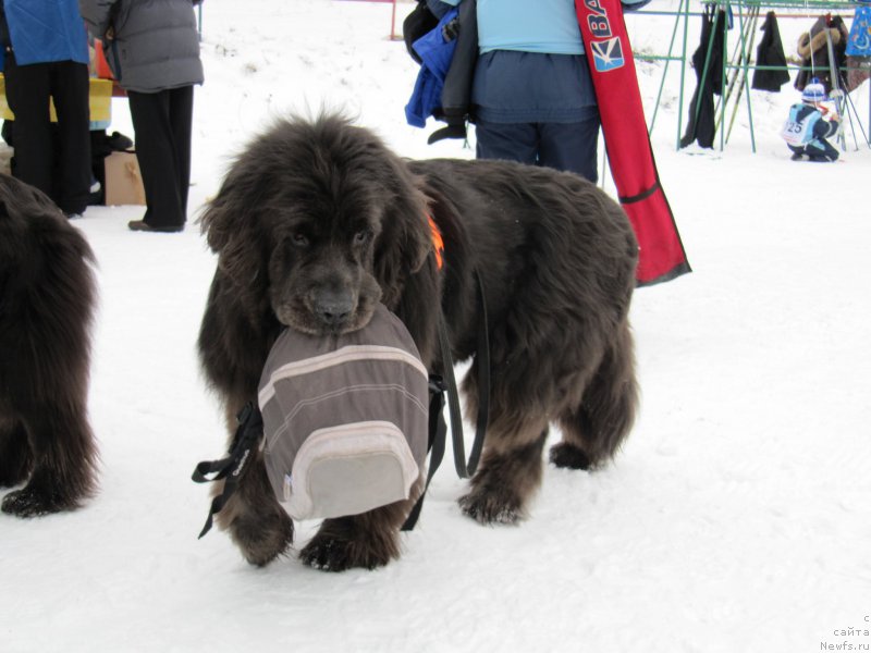 Фото: ньюфаундленд Дюрбахлер Клаб Альфаретта Виньетта