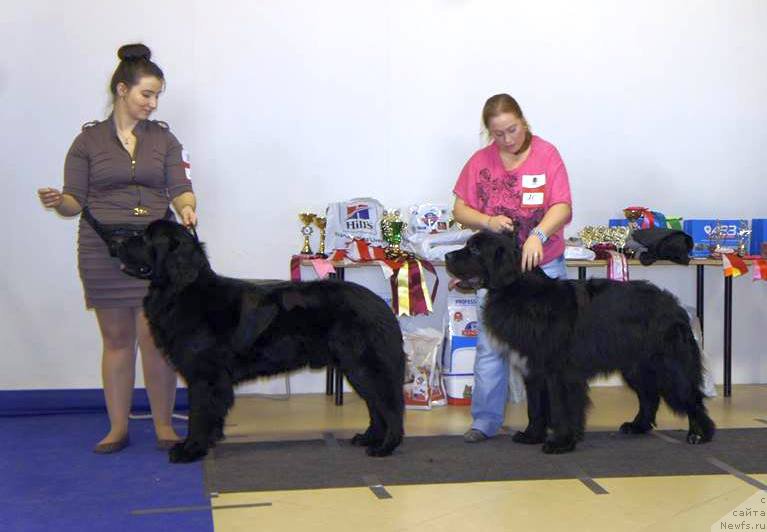 Фото: ньюфаундленд Ланкастер, ньюфаундленд Люк Скайвокер