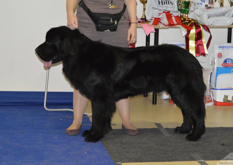 Фото: ньюфаундленд Ланкастер