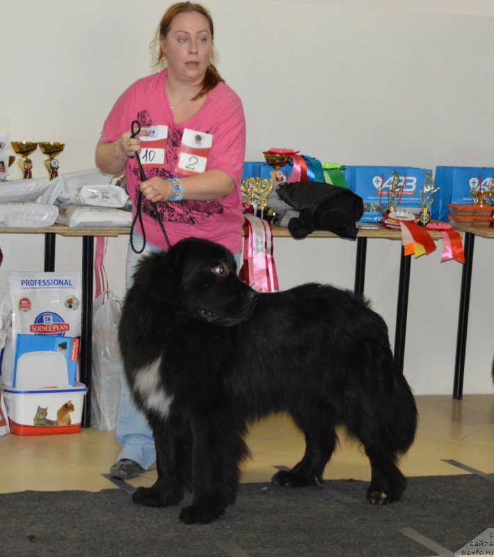 Фото: ньюфаундленд Люк Скайвокер