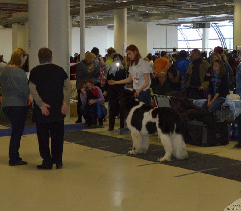 Фото: ньюфаундленд Супер Бизон Маэстро (Super Bizon Maestro)