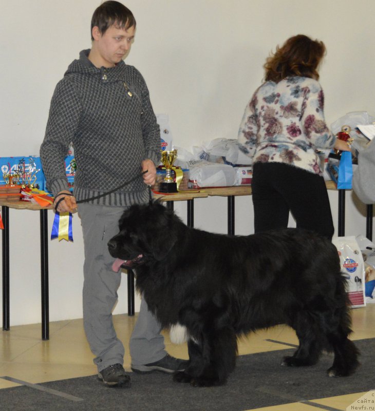 Фото: ньюфаундленд Плюшевая Панда Вальс Бостон (Plushevaya Panda Waltz Boston)