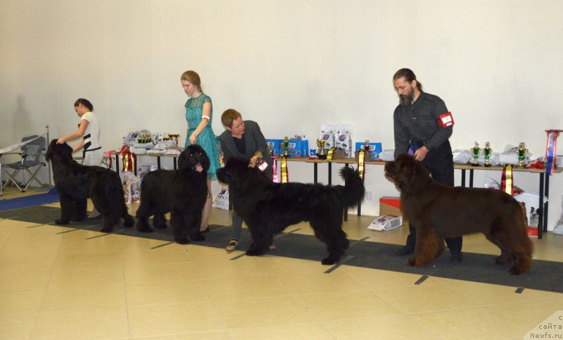 Фото: ньюфаундленд Бегущая по Волнам Чарт Топпер (Beguschaya po Volnam Сhart Topper), ньюфаундленд Элберт Маунт из Антаграда, ньюфаундленд Эмир Эльдорадо из Антаграда (Emir Eldorado is Antagrada), ньюфаундленд I Follow The Sun de L'Etoile de Cyrice