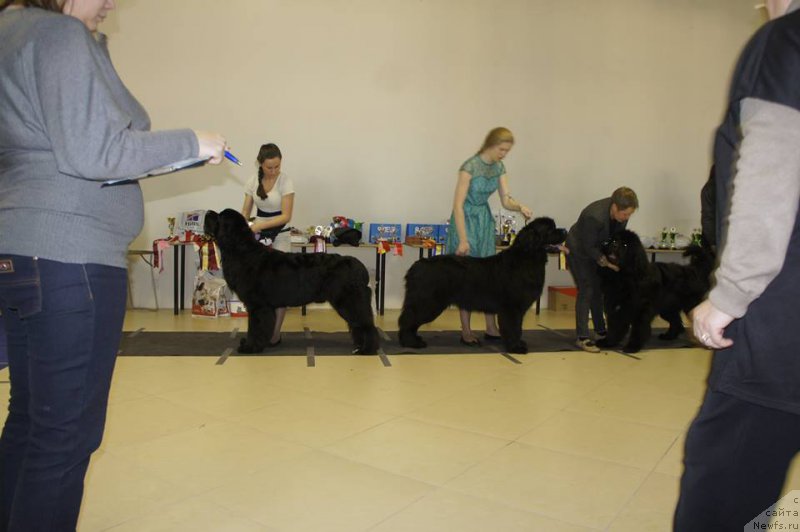 Фото: ньюфаундленд Бегущая по Волнам Чарт Топпер (Beguschaya po Volnam Сhart Topper), ньюфаундленд Элберт Маунт из Антаграда