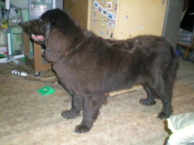 Фото: ньюфаундленд Янтарная Яшма Денвера