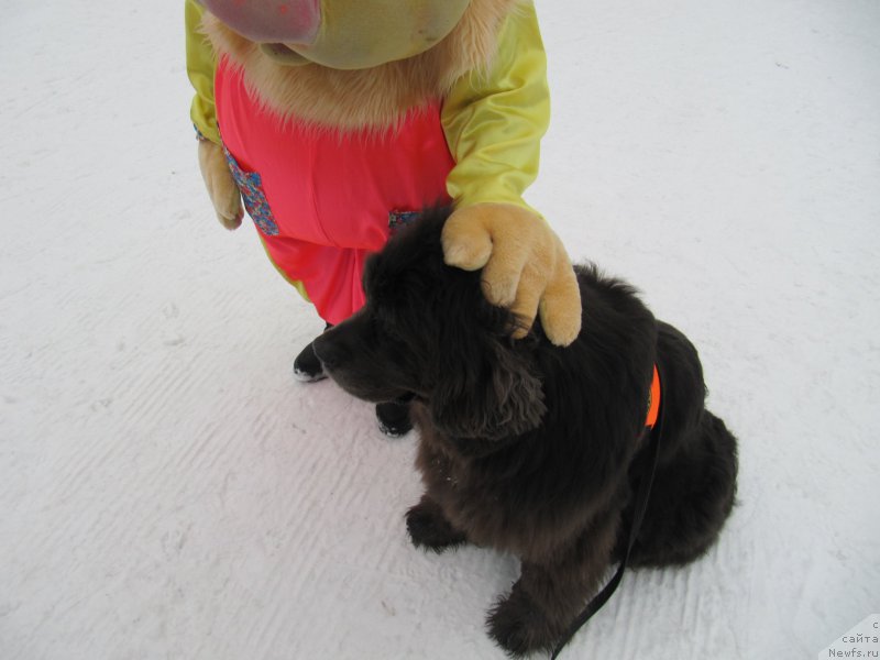 Фотография № 201540