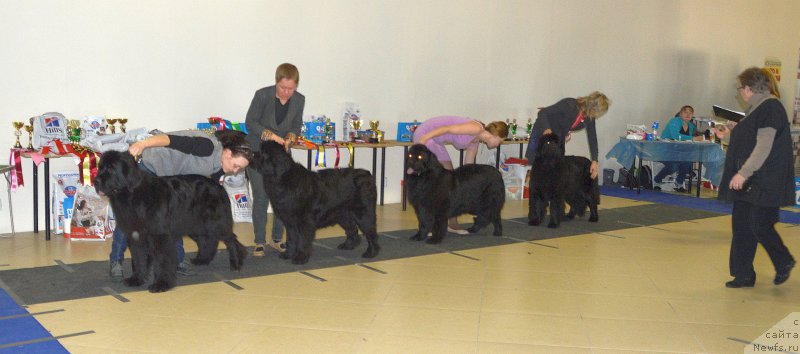 Фото: ньюфаундленд Бегущая по Волнам Шадэ Колор оф Лифе (Beguschaya po Volnam Shade Color of Life), ньюфаундленд Rain Coast Inner Voice, ньюфаундленд Силвер Пеарлс Осеан Оф Фаитх (Silver Pearls Ocean Of Faith), ньюфаундленд Смигар Тайм Лайн (Smigar Time Line)