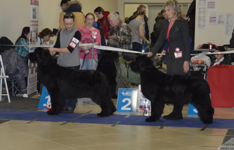 Фото: ньюфаундленд Бегущая по Волнам Шадэ Колор оф Лифе (Beguschaya po Volnam Shade Color of Life), ньюфаундленд Смигар Тайм Лайн (Smigar Time Line)