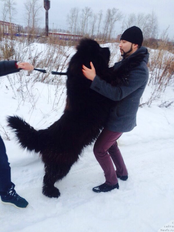 Фото: ньюфаундленд Зурбаган Лунное Затмение