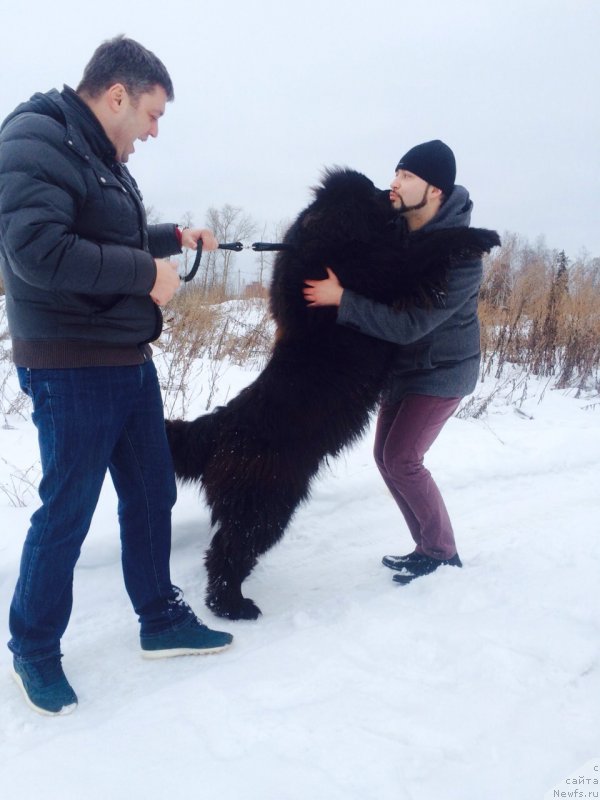 Фото: ньюфаундленд Зурбаган Лунное Затмение