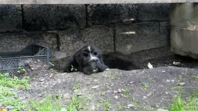Фото: ньюфаундленд Акватория Келвин Домино (Aquatoriya Kelvin Domino)