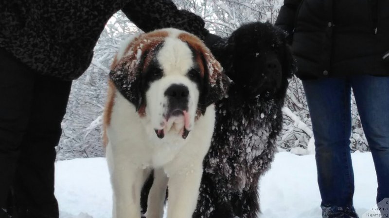 Фото: ньюфаундленд Белкондер-Клаб Ямайка Блю Маунтин (Belkonder-Club Jamaica Blue Mountin)