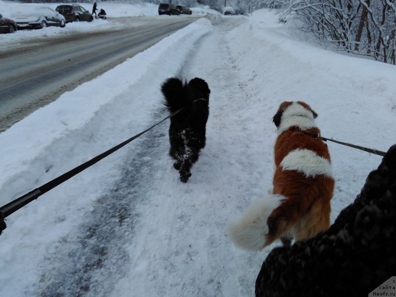 Фото: ньюфаундленд Белкондер-Клаб Ямайка Блю Маунтин (Belkonder-Club Jamaica Blue Mountin)