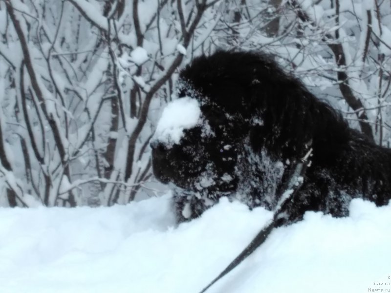 Фото: ньюфаундленд Белкондер-Клаб Ямайка Блю Маунтин (Belkonder-Club Jamaica Blue Mountin)