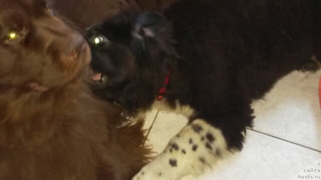 Фото: [d12531] и [d15153]