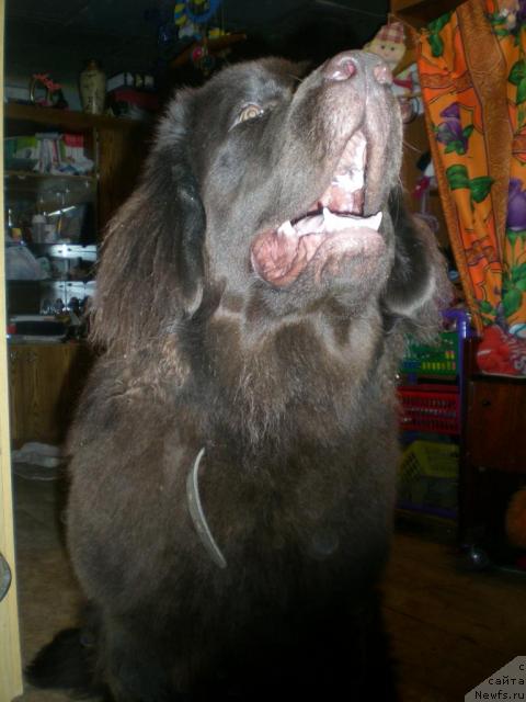 Фото: ньюфаундленд Янтарная Яшма Денвера