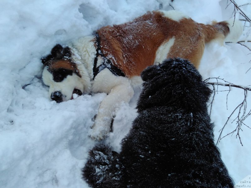 Фото: ньюфаундленд Белкондер-Клаб Ямайка Блю Маунтин (Belkonder-Club Jamaica Blue Mountin)