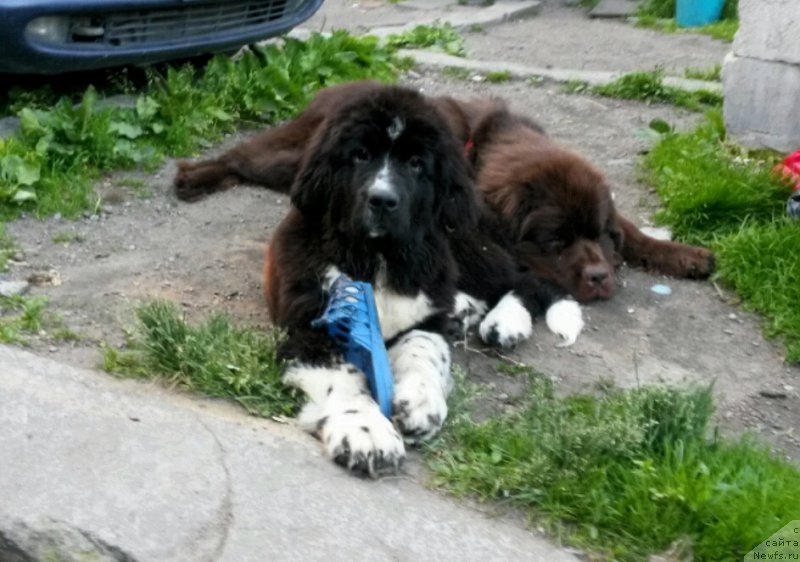 Фото: ньюфаундленд Фанньюф Желанная Мадмуазель Шанте Блюз, ньюфаундленд Акватория Келвин Домино (Aquatoriya Kelvin Domino)