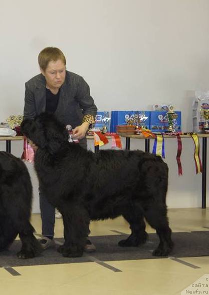 Фото: ньюфаундленд Rain Coast Inner Voice