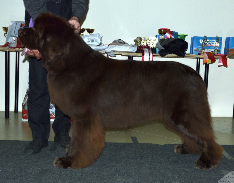 Фото: ньюфаундленд I Follow The Sun de L'Etoile de Cyrice