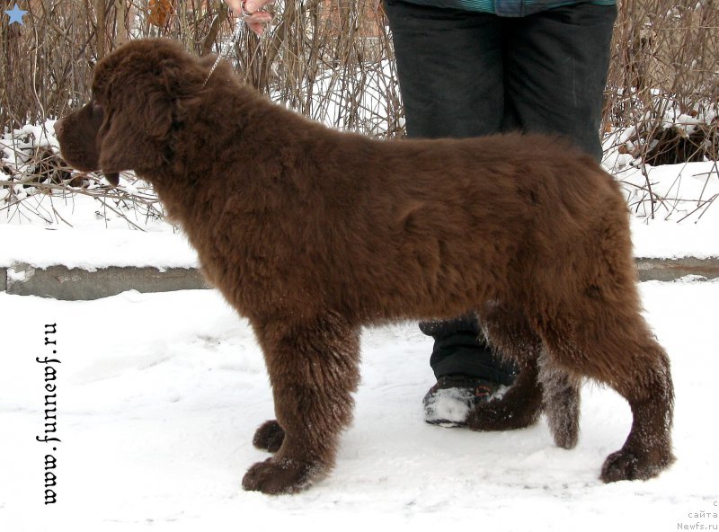 Фото: ньюфаундленд Фанньюф Авалон (Funnewf Avalon)