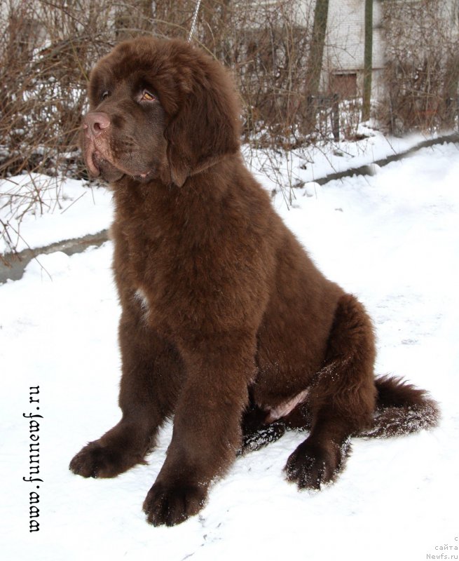 Фото: ньюфаундленд Фанньюф Авалон (Funnewf Avalon)
