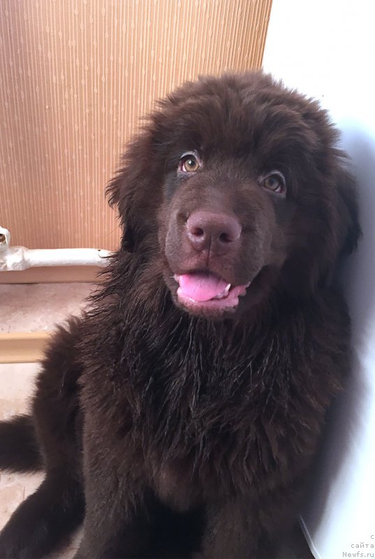 Фото: ньюфаундленд Браунблад МСК Севара Рейн