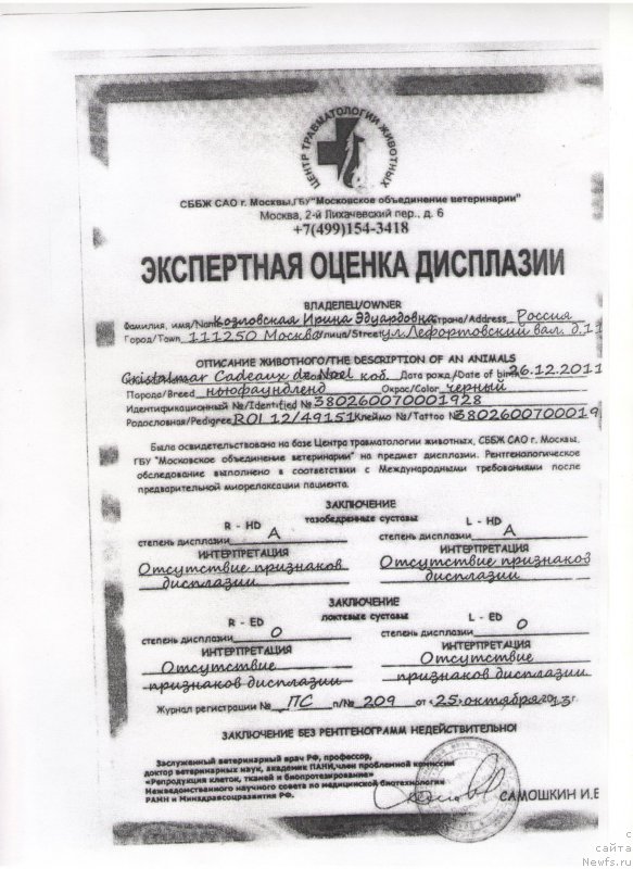 Фото: ньюфаундленд Cristalmar Cadeaux de Noel