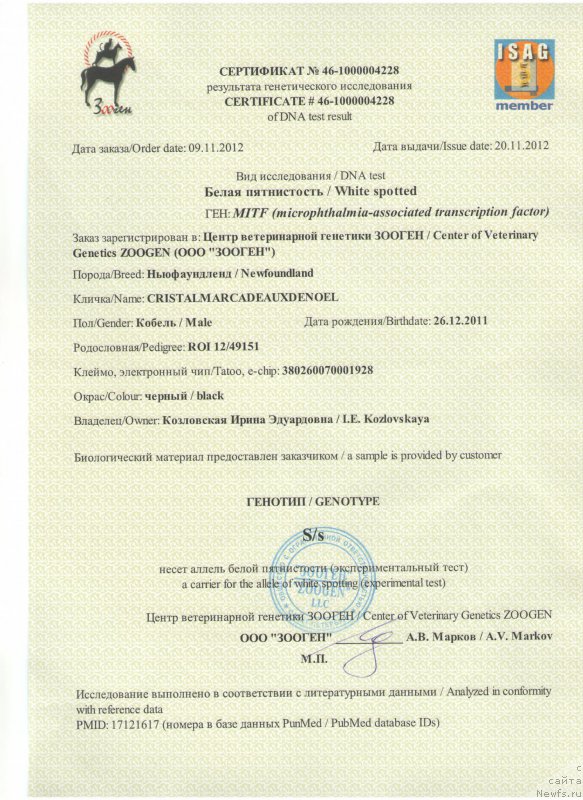 Фото: ньюфаундленд Cristalmar Cadeaux de Noel