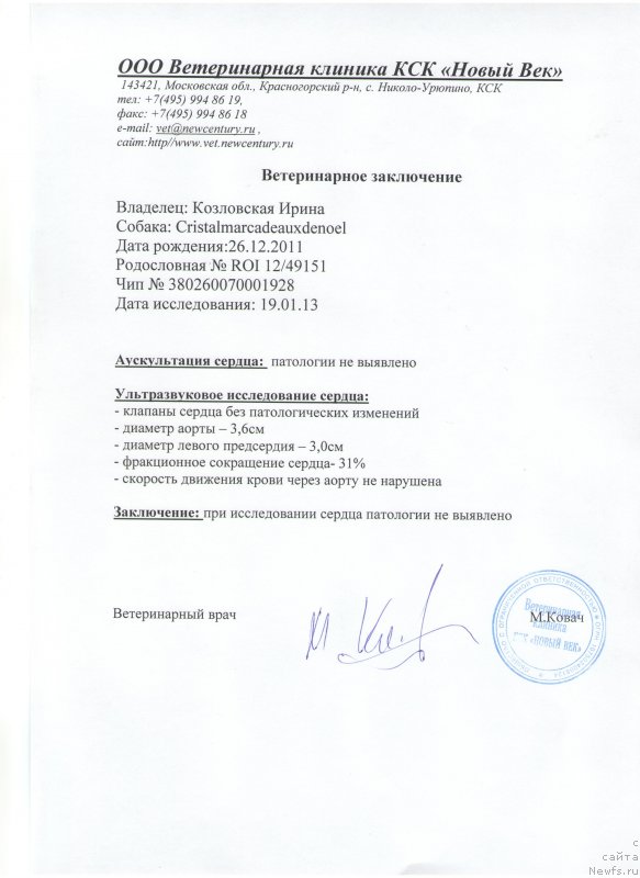 Фото: ньюфаундленд Cristalmar Cadeaux de Noel