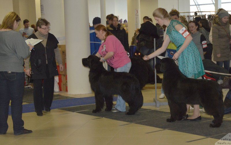 Фото: ньюфаундленд Люк Скайвокер, ньюфаундленд Бегущая по Волнам Браво Брависсимо (Beguschaya po Volnam Bravo Bravissimo)