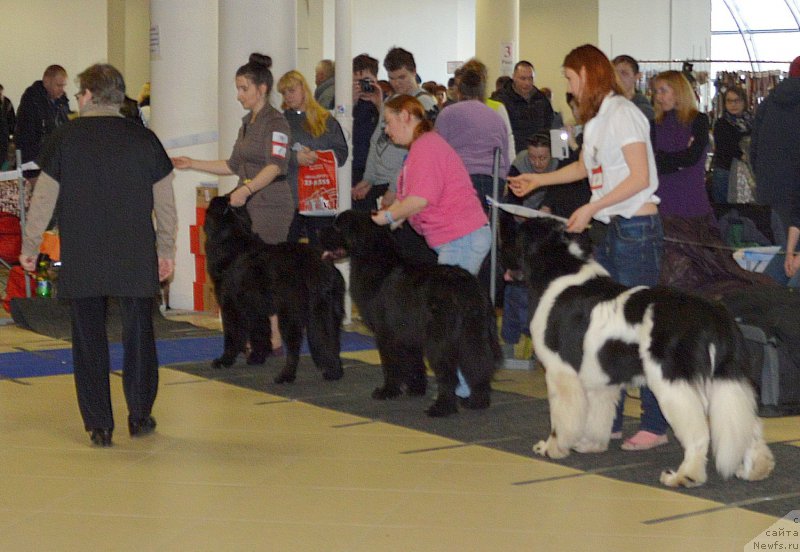 Фото: ньюфаундленд Люк Скайвокер, ньюфаундленд Супер Бизон Маэстро (Super Bizon Maestro), ньюфаундленд Ланкастер