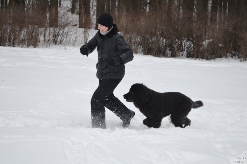 Фото: ньюфаундленд Черный Балу Захар