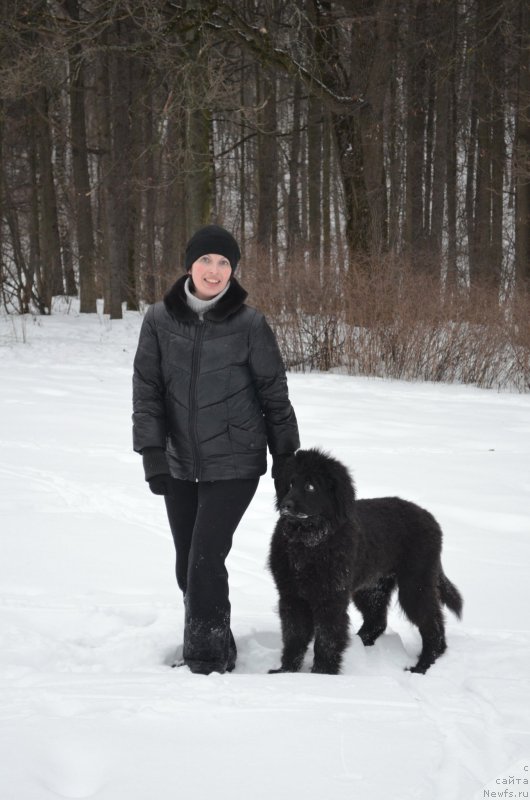 Фото: ньюфаундленд Черный Балу Захар