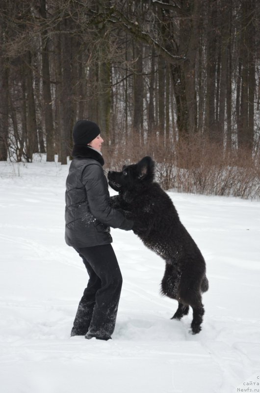 Фото: ньюфаундленд Черный Балу Захар