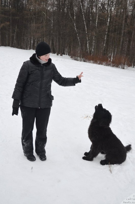 Фото: ньюфаундленд Черный Балу Захар