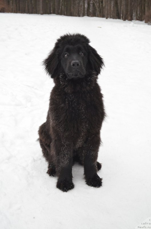 Фото: ньюфаундленд Черный Балу Захар