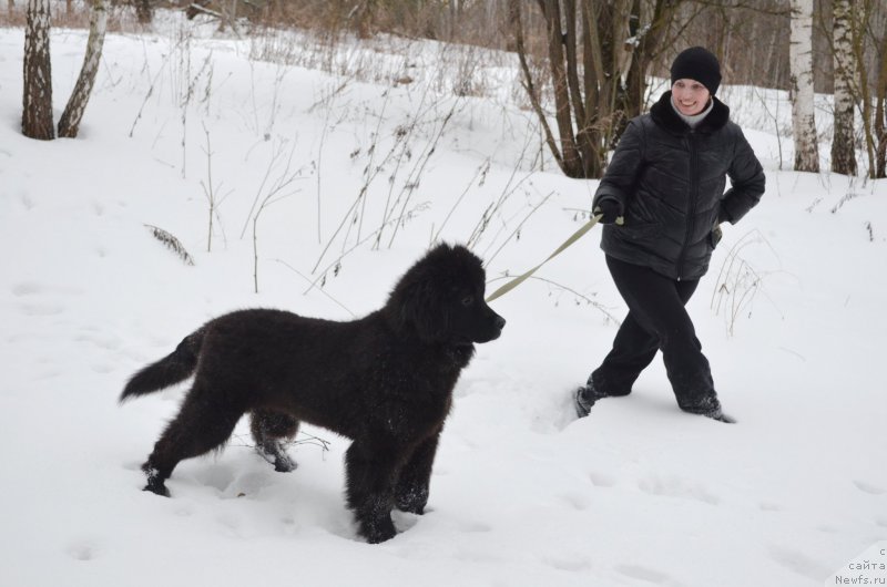 Фото: ньюфаундленд Черный Балу Захар