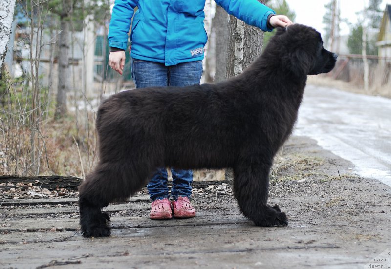 Фото: ньюфаундленд Монферран из Антаграда