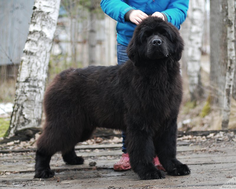 Фотография № 201611