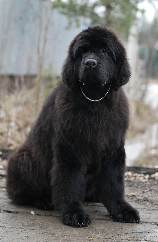 Фото: ньюфаундленд Монферран из Антаграда