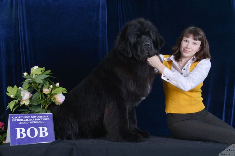 Фото: ньюфаундленд Добрый Молодец от Сибирского Медведя, Людмила Кудрявцева