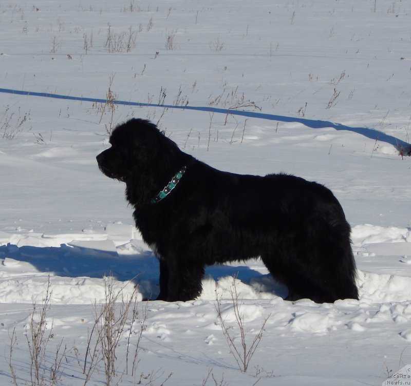 Фото: ньюфаундленд Красавица Кори Дроссер