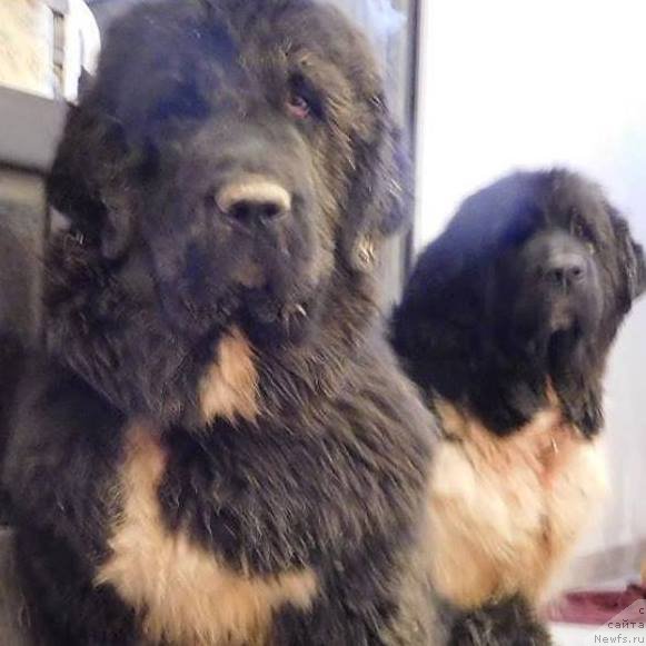 Фото: ньюфаундленд Супер Премиум Скандинавия