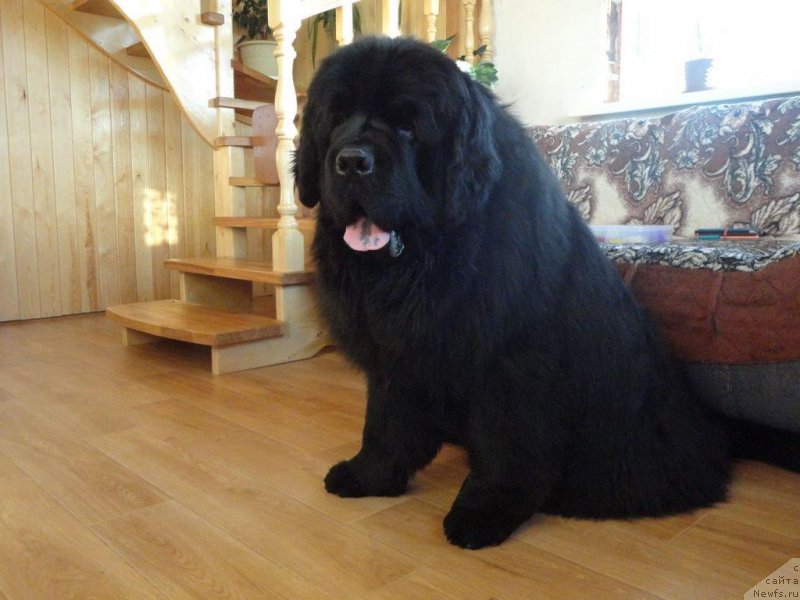 Фото: ньюфаундленд Родамир Вялiкi Мядзведзь (Rodamir Vialiki Miadzvedz)