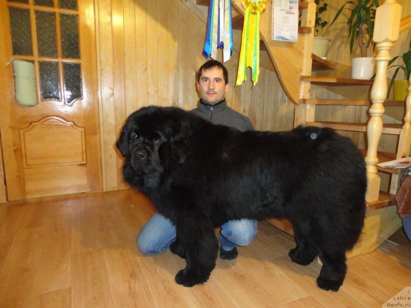 Фото: ньюфаундленд Родамир Вялiкi Мядзведзь (Rodamir Vialiki Miadzvedz)