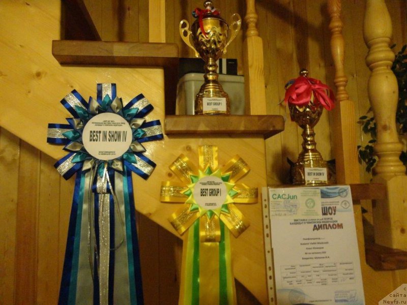 Фото: ньюфаундленд Родамир Вялiкi Мядзведзь (Rodamir Vialiki Miadzvedz)