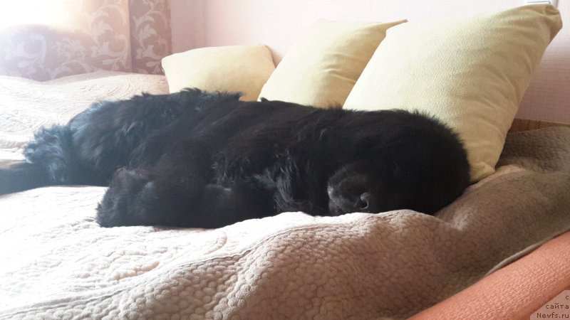 Фото: ньюфаундленд Красс