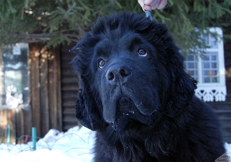 Фото: ньюфаундленд Супер Бизон О Ла Ла